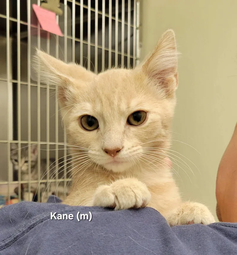 A baby medium-sized male Buff / Tan / Fawn Domestic Short Hair cat named Kane for adoption in Mazon, IL