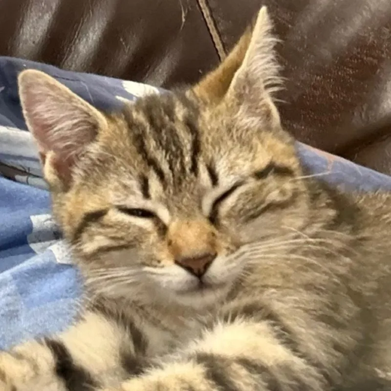 A baby small-sized female Brown / Chocolate Domestic Short Hair cat named Jill NRAR for adoption in Merrifield, VA