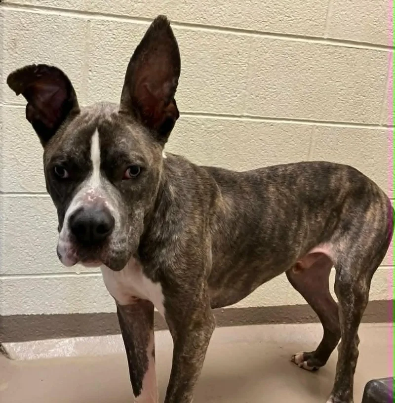 A baby medium-sized male Pit Bull Terrier dog named Odin for adoption in Christiansburg, VA