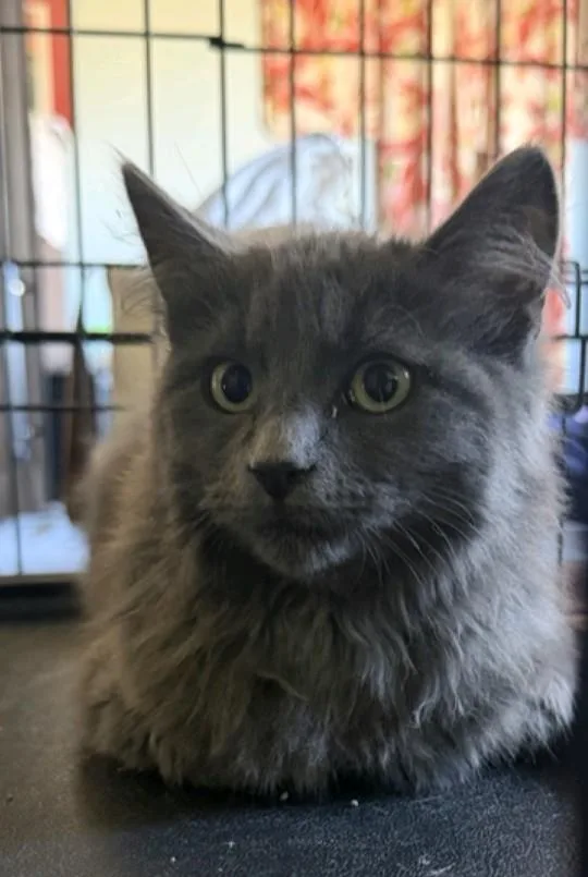 A baby medium-sized male Domestic Long Hair cat named Darkness for adoption in Reno, NV