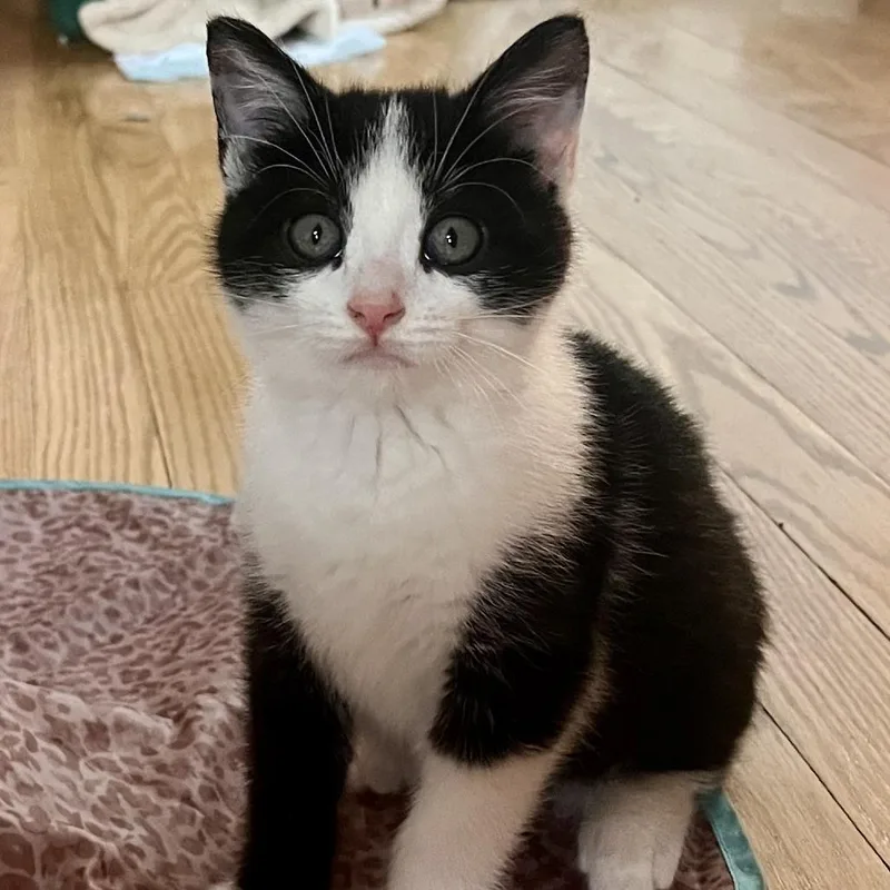 A baby small-sized male Black Domestic Short Hair cat named Fajita for adoption in Evanston, IL