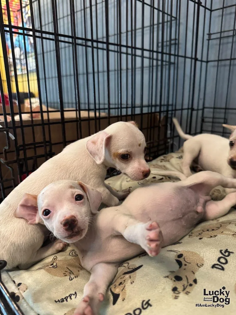 A baby small-sized female Chihuahua dog named Casper for adoption in Washington, DC