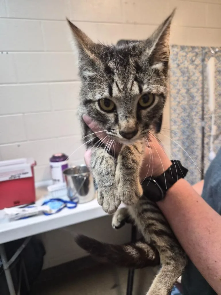 A young medium-sized male Domestic Short Hair cat named Parmesan Larry for adoption in Rome, GA