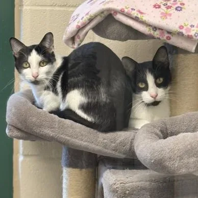Bubba & Little Brother