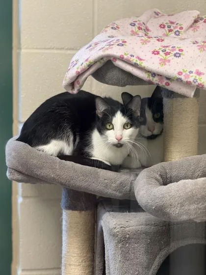 Bubba & Little Brother thumbnail 2