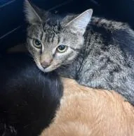 An adult medium-sized male Domestic Short Hair cat named Billy for adoption in West Chester, PA