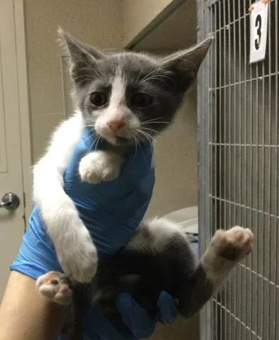 A baby small-sized male Domestic Short Hair cat named Kramer for adoption in Riverside, CA