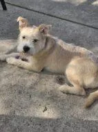 An adult medium-sized female Parson Russell Terrier dog named Nala for adoption in West Chester, PA