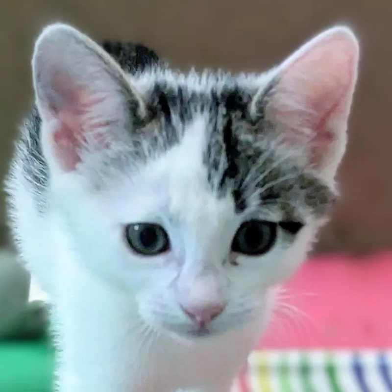 A baby small-sized male Domestic Short Hair cat named Junior for adoption in Cumming, GA