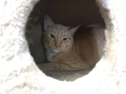 A young medium-sized male Domestic Short Hair cat named Morris for adoption in Dothan, AL