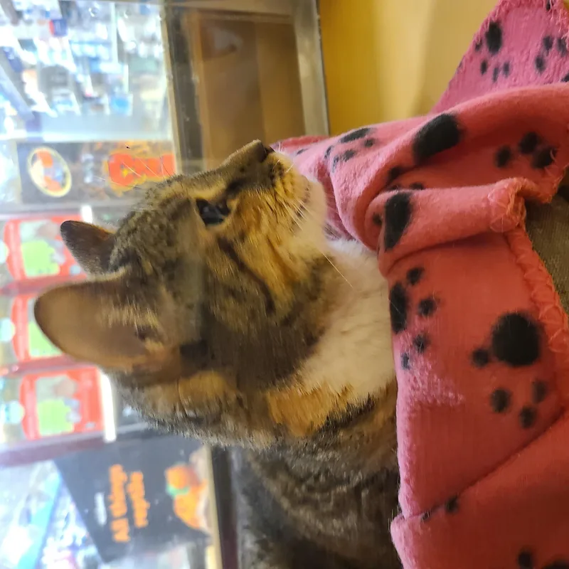 A young large-sized female Calico Domestic Short Hair cat named Charlotte for adoption in Gerrardstown, WV