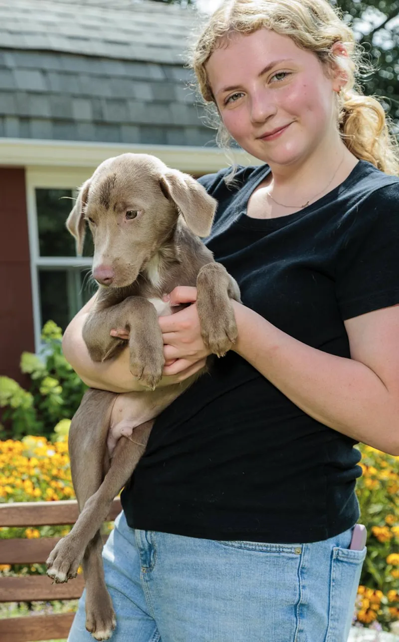 A baby medium-sized male Weimaraner dog named Taylor for adoption in Chester Springs, PA