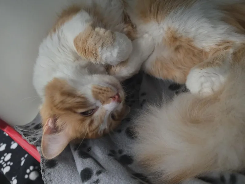 An adult large-sized male Orange & White Domestic Long Hair cat named Mr. Meows for adoption in Metamora, IL