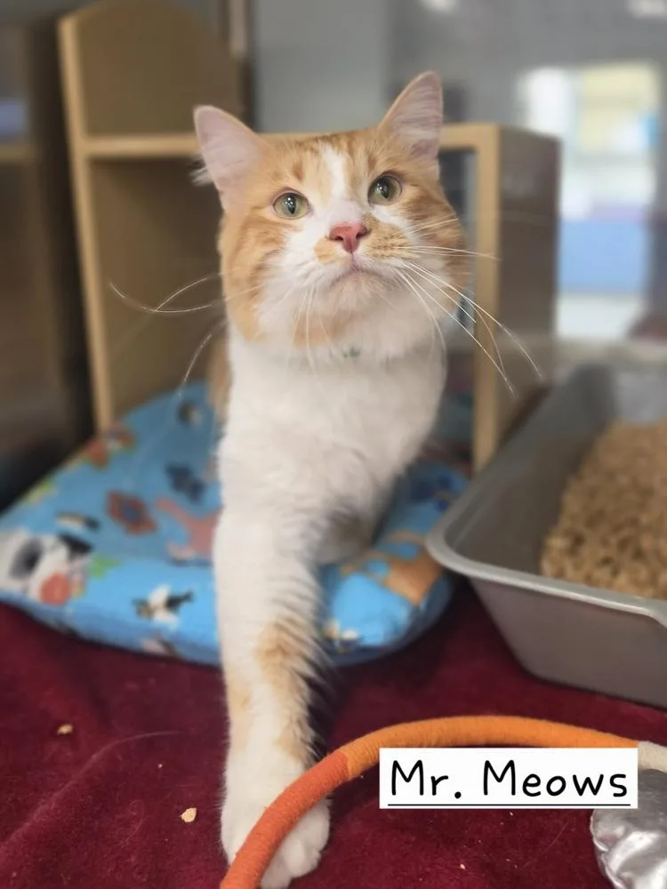 Mr. Meows thumbnail 2