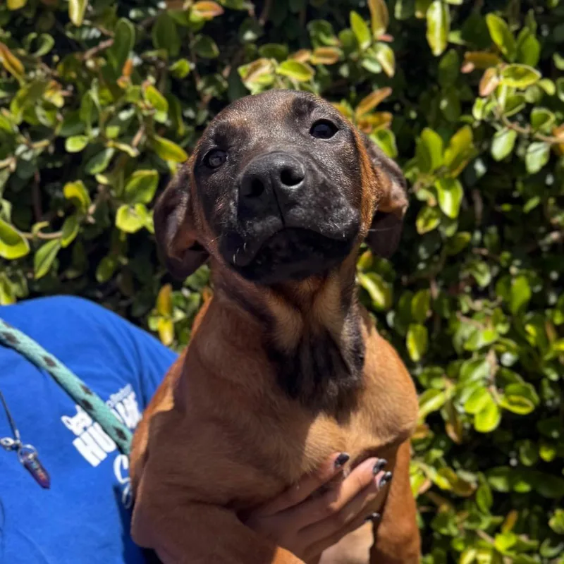 A baby medium-sized male Brown / Chocolate Belgian Shepherd / Malinois dog named Cedar for adoption in Santa Barbara, CA