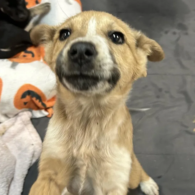A baby small-sized female Yellow / Tan / Blond / Fawn Mixed Breed dog named Alabama for adoption in Flagstaff, AZ