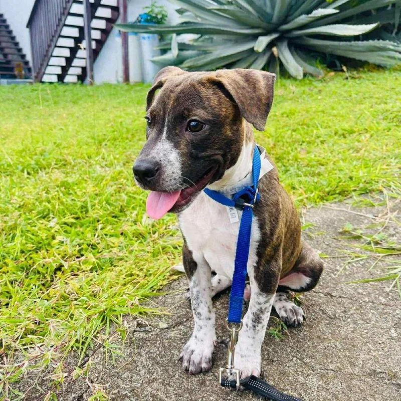 Oliver Twist thumbnail 3