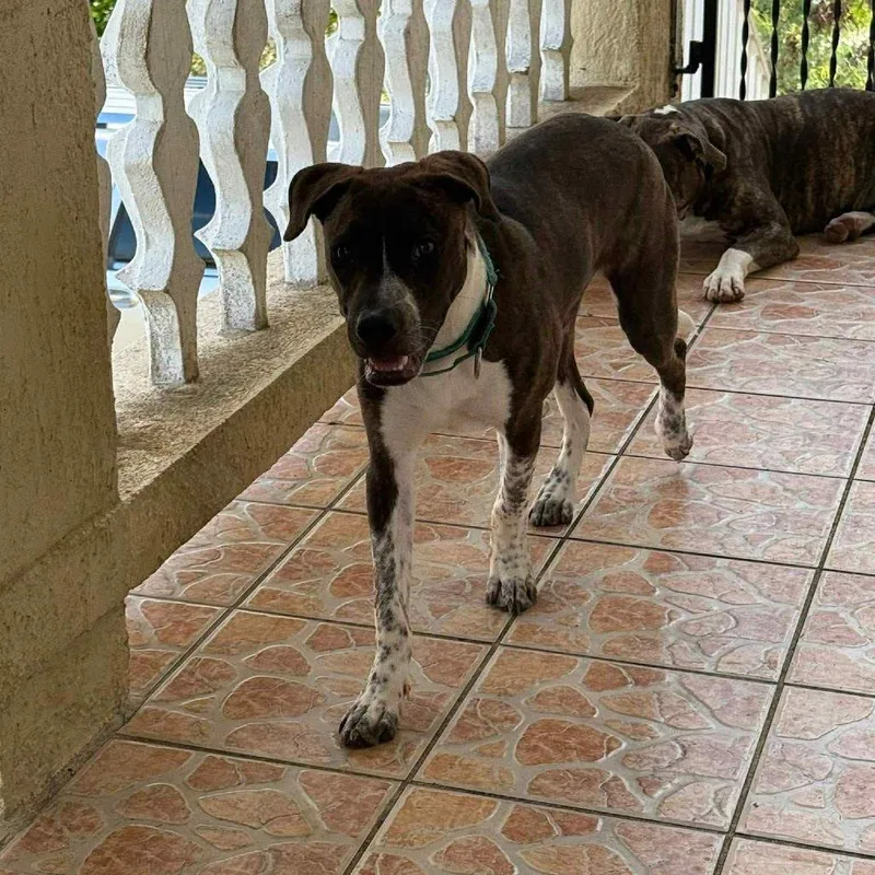 Oliver Twist thumbnail 4