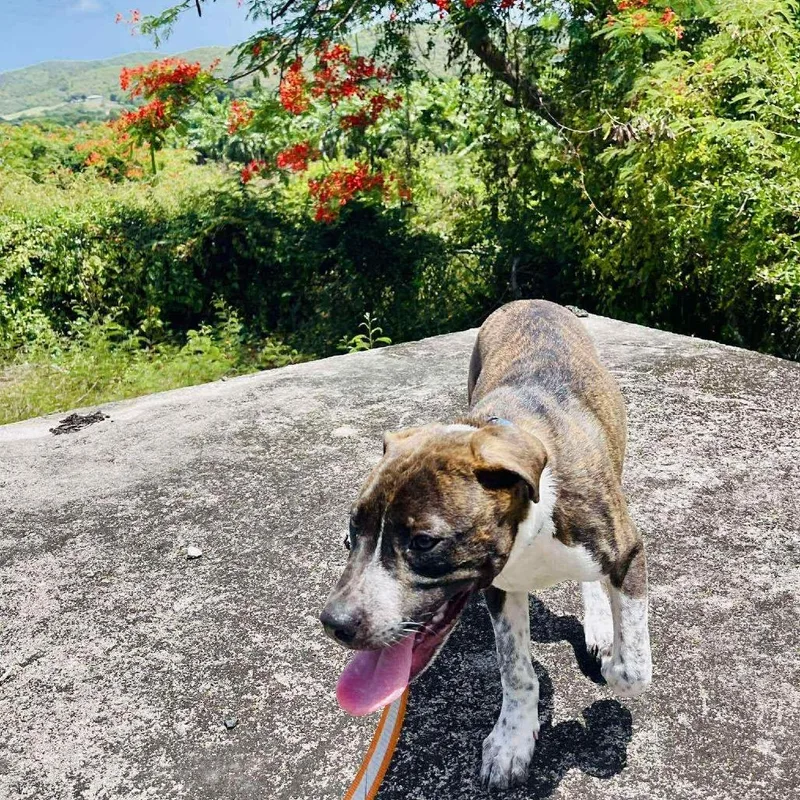 Oliver Twist thumbnail 5