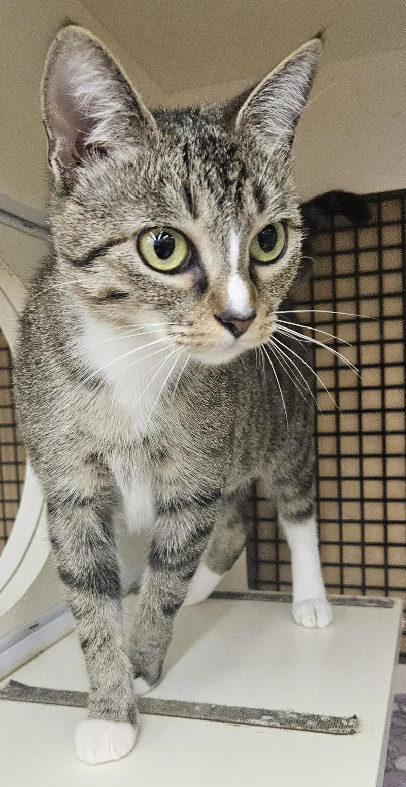 An adult medium-sized female Tabby (Gray / Blue / Silver) Domestic Short Hair cat named Frigga for adoption in Nashville, TN