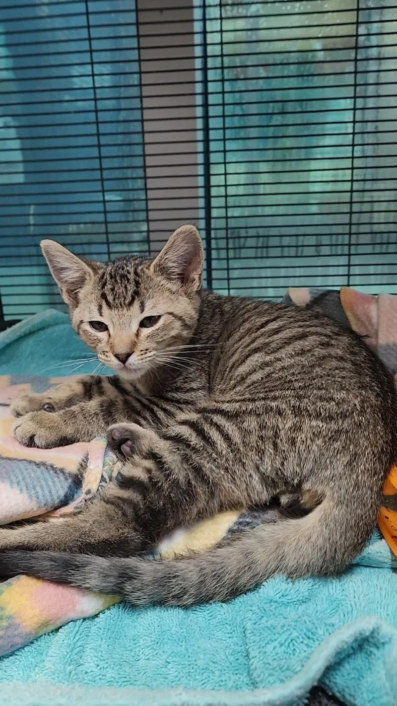 A baby medium-sized male Tabby (Brown / Chocolate) Domestic Short Hair cat named Chia for adoption in Charleston, SC