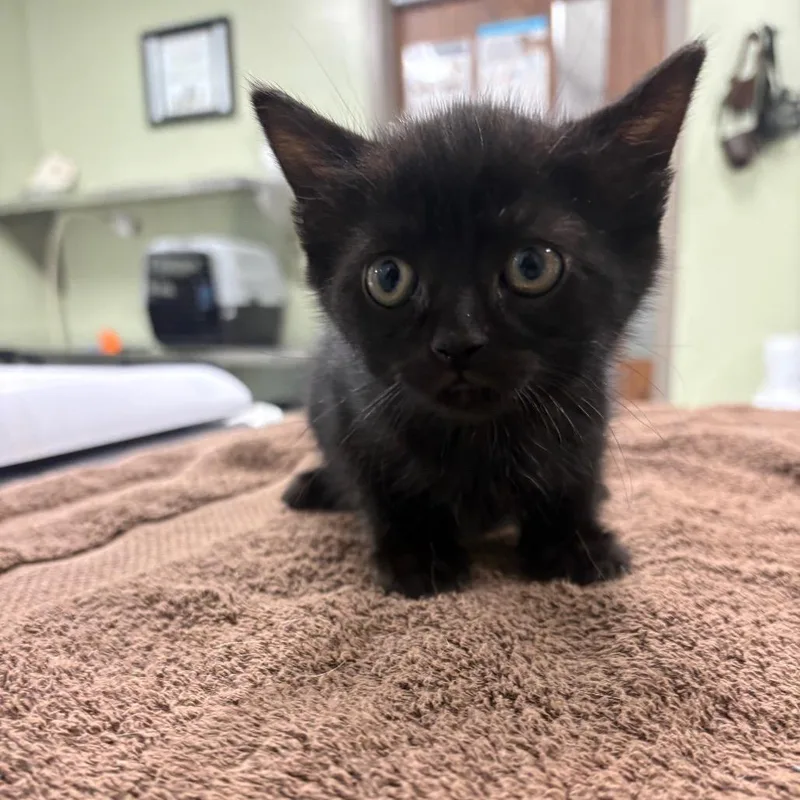 A baby small-sized female Domestic Short Hair cat named Madison Montgomery for adoption in Binghamton, NY