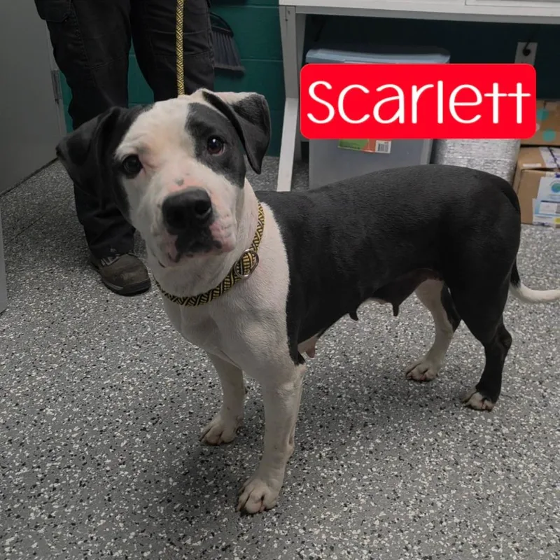 An adult medium-sized female Black Pit Bull Terrier dog named Scarlett for adoption in Parkersburg, WV