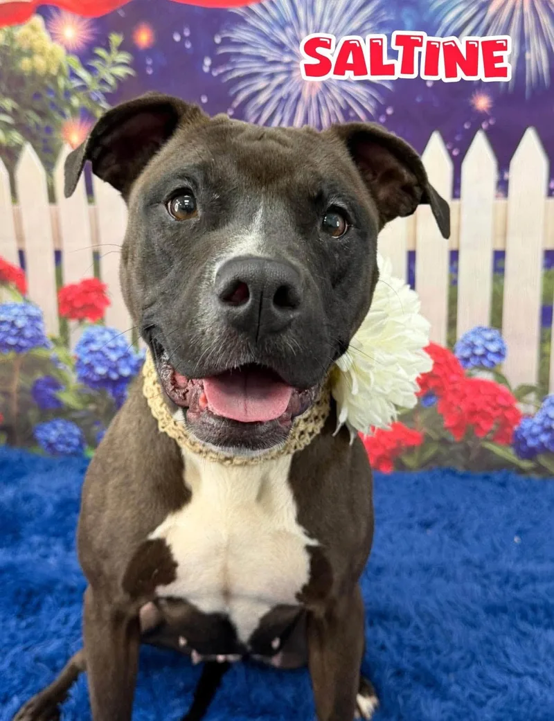An adult medium-sized female Black Mixed Breed dog named Saltine for adoption in Flint, MI