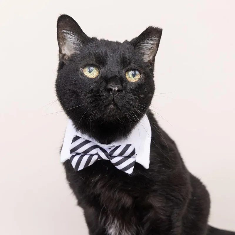 A senior medium-sized male Black Domestic Short Hair cat named Mr. Fitzgerald for adoption in Franklin, TN