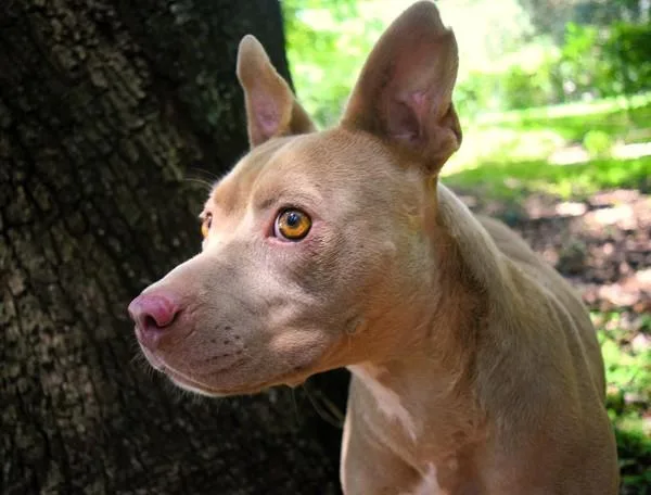An adult medium-sized female Pit Bull Terrier dog named Baby Girl for adoption in Mobile, AL