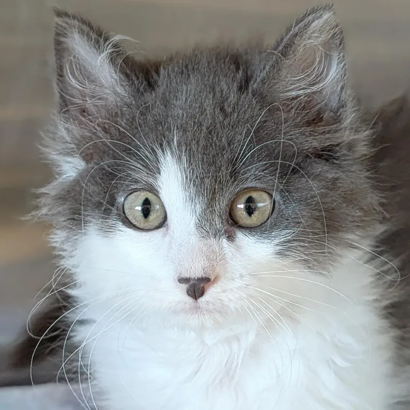 A baby medium-sized female Gray & White Domestic Long Hair cat named Sally for adoption in Jefferson, WI