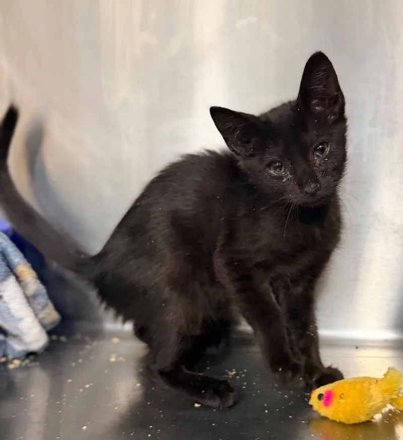 A baby medium-sized female Domestic Short Hair cat named Sabrina for adoption in Danielsville, GA
