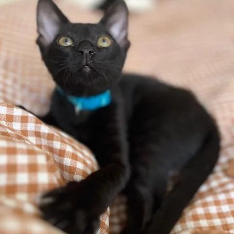 A baby small-sized male Black Domestic Short Hair cat named Salem for adoption in Los Angeles, CA