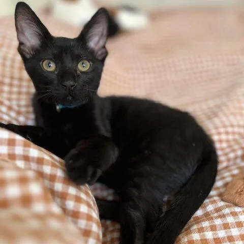 Salem thumbnail 2