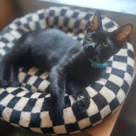 Salem thumbnail 3