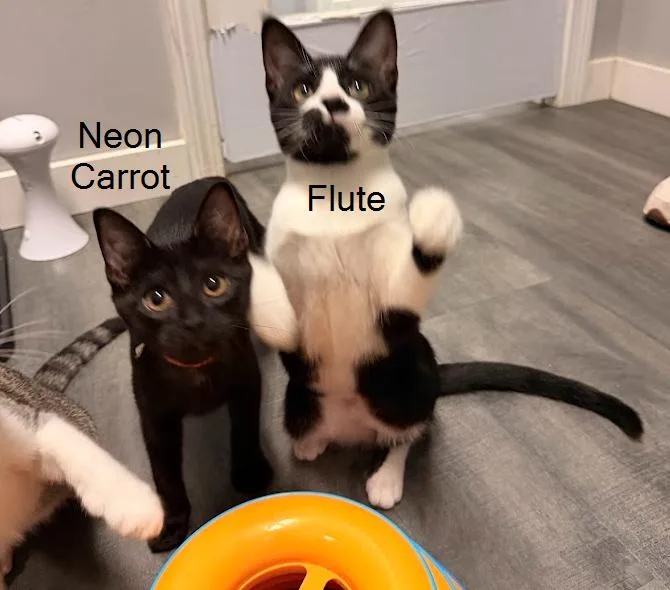 Neon Carrot thumbnail 2