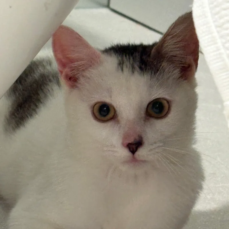 A baby medium-sized female Domestic Short Hair cat named Ginger for adoption in West Orange, NJ