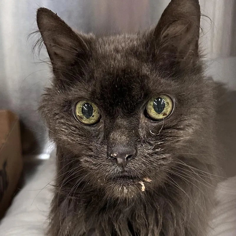 A senior medium-sized male Gray / Blue / Silver Domestic Medium Hair cat named WAGSStray for adoption in Westminster, CA