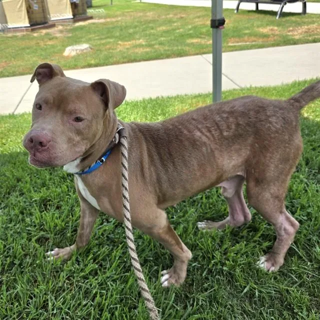 An adult large-sized male Pit Bull Terrier dog named Dutch for adoption in Long Beach, CA