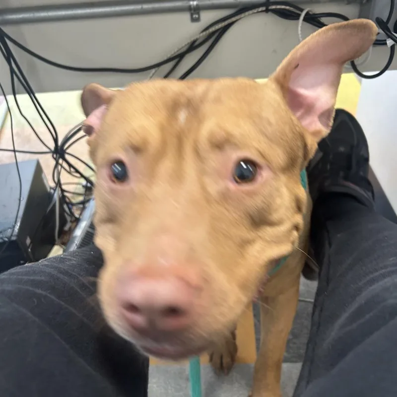 An adult medium-sized male Golden Pit Bull Terrier dog named Copper for adoption in Philadelphia, PA