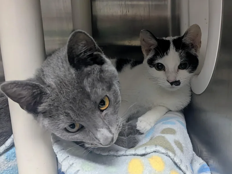 A baby large-sized female Blue Cream Domestic Short Hair cat named Celia for adoption in Springfield, IL