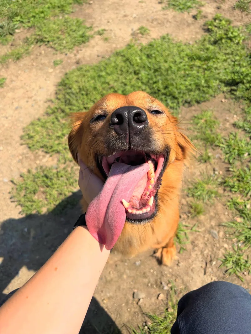 A young medium-sized female Nova Scotia Duck Tolling Retriever dog named Dolly for adoption in Cranston, RI