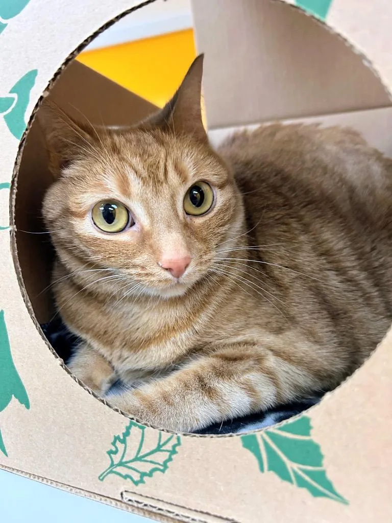 An adult medium-sized female Domestic Short Hair cat named Nala for adoption in Bryant, AR