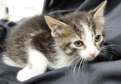 A baby medium-sized male Domestic Short Hair cat named Key Lime for adoption in Thief River Falls, MN