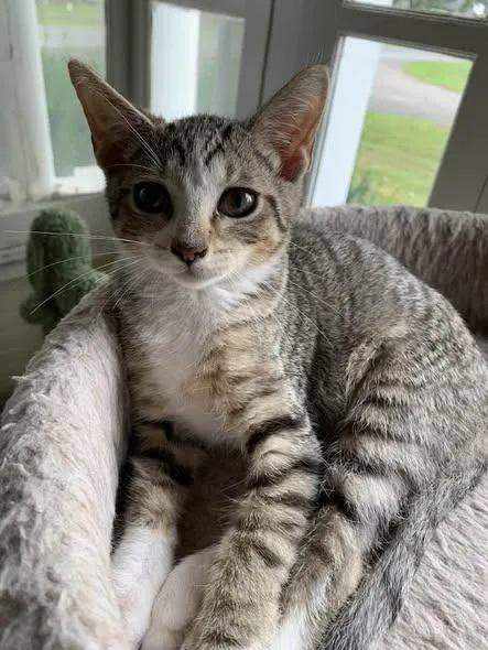 A baby medium-sized male Domestic Short Hair cat named Morrie for adoption in Battle Creek, MI