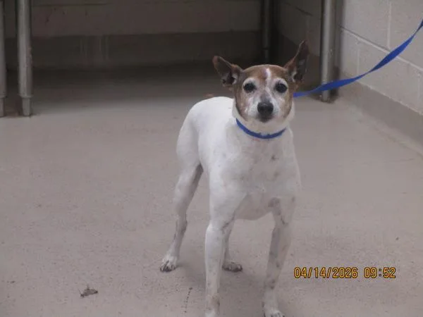 A senior small-sized female Jack Russell Terrier dog named Lily for adoption in Marietta, GA
