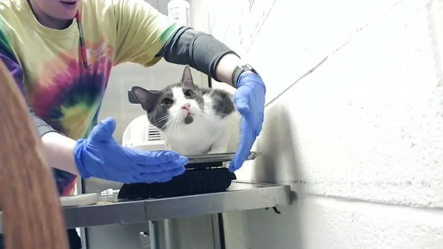 An adult large-sized male Domestic Short Hair cat named Gaty Boy for adoption in Fayetteville, NC