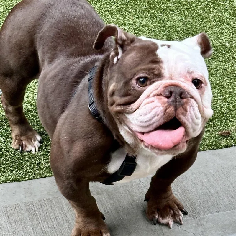 An adult medium-sized female Brown / Chocolate English Bulldog dog named BonBon for adoption in Westhampton, NY