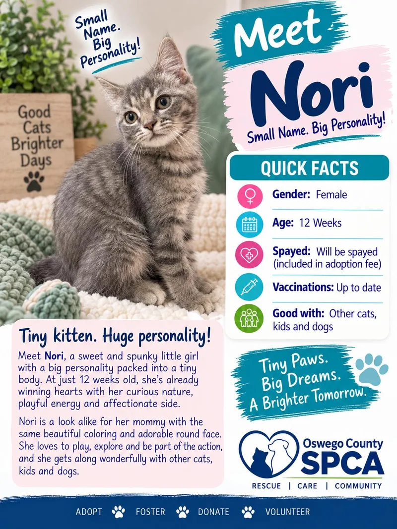 A baby medium-sized female Domestic Short Hair cat named Nori for adoption in Fulton, NY