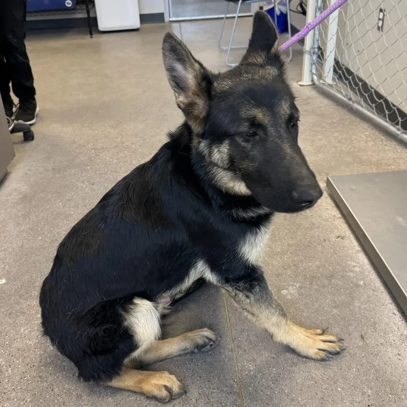 An adult medium-sized male Brown / Chocolate Mixed Breed dog named Peeta for adoption in Las Cruces, NM